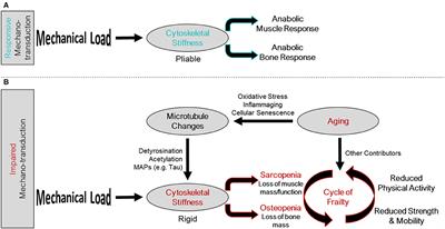 Aging, Osteo-Sarcopenia, and Musculoskeletal Mechano-Transduction